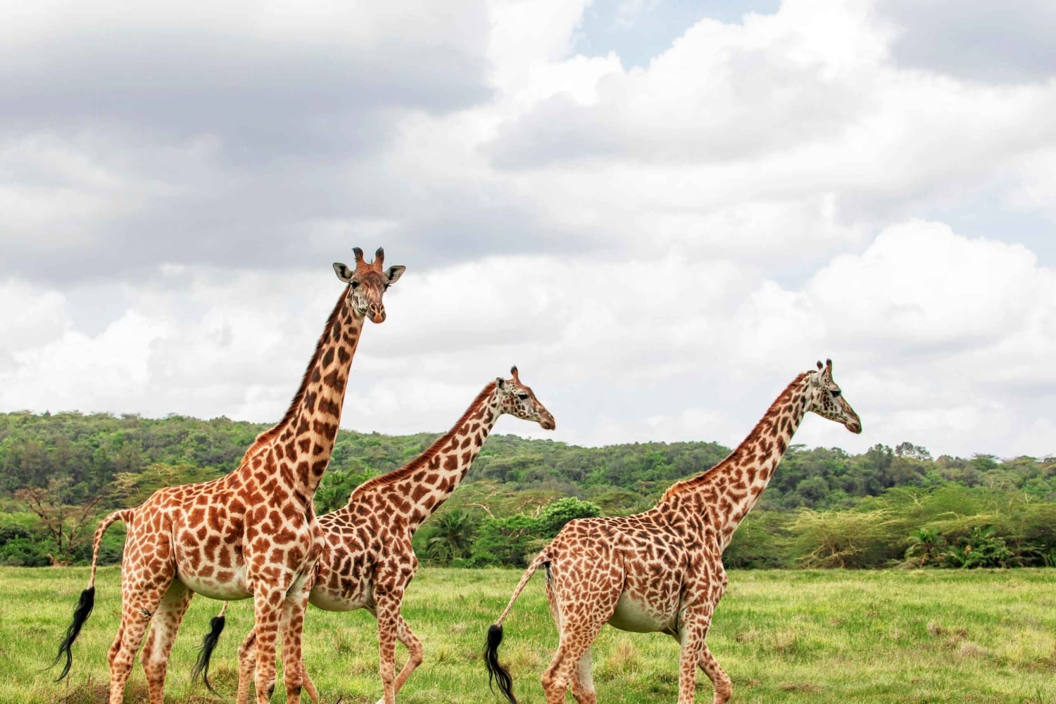 3 Days Maasai Mara Private Safari from Nairobi