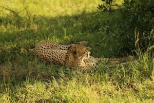 3 Days Maasai Mara Private Safari from Nairobi