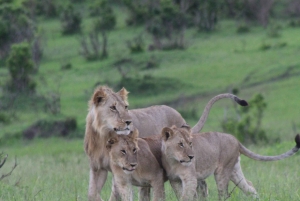 3 Tage Maasai Mara Kleingruppen-Safari - Jambo Mara Lodge