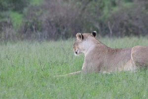 3 Tage Maasai Mara Kleingruppen-Safari - Jambo Mara Lodge
