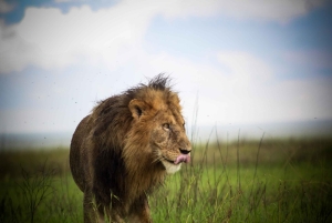 3 Tage Maasai Mara Kleingruppen-Safari - Jambo Mara Lodge