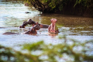 3 Tage Maasai Mara Kleingruppen-Safari - Jambo Mara Lodge