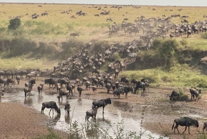 3-Days Masaai Mara Group Safari