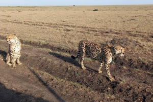 3-Days Masaai Mara safari in Kenya