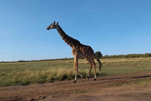 3-Days Masaai Mara safari in Kenya