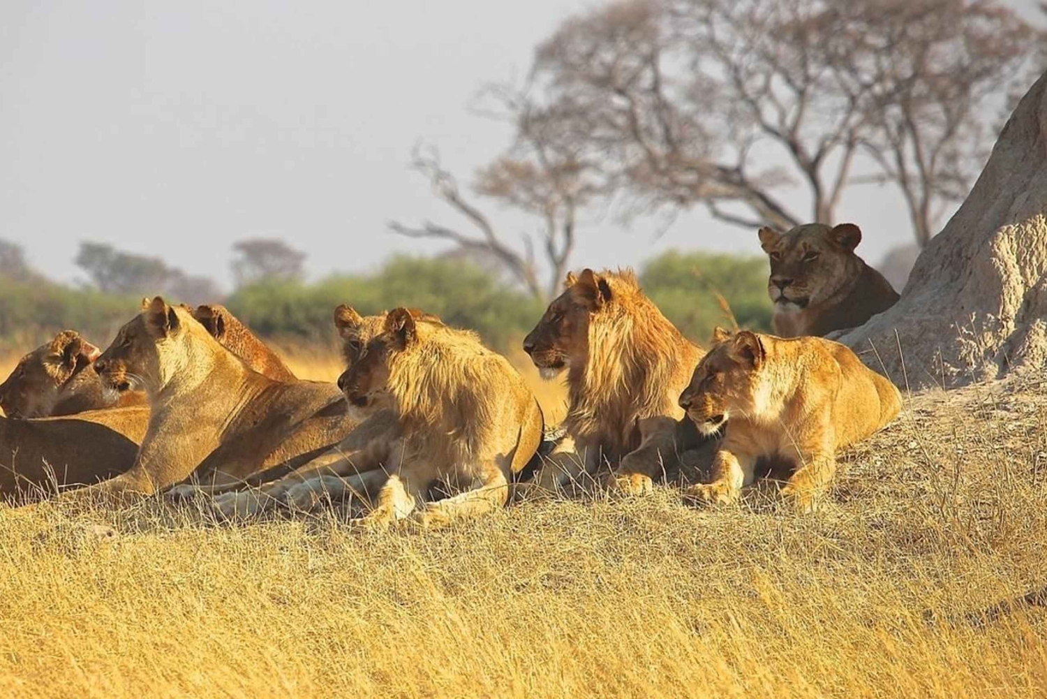 Safari di 3 giorni nel Masai Mara Gamedrive su Jeep Landcruiser 4x4