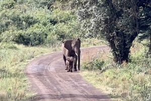 3 Days Masai mara Group joing tour