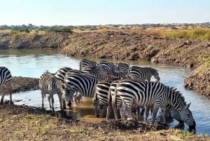 3 Days Masai mara Group joing tour