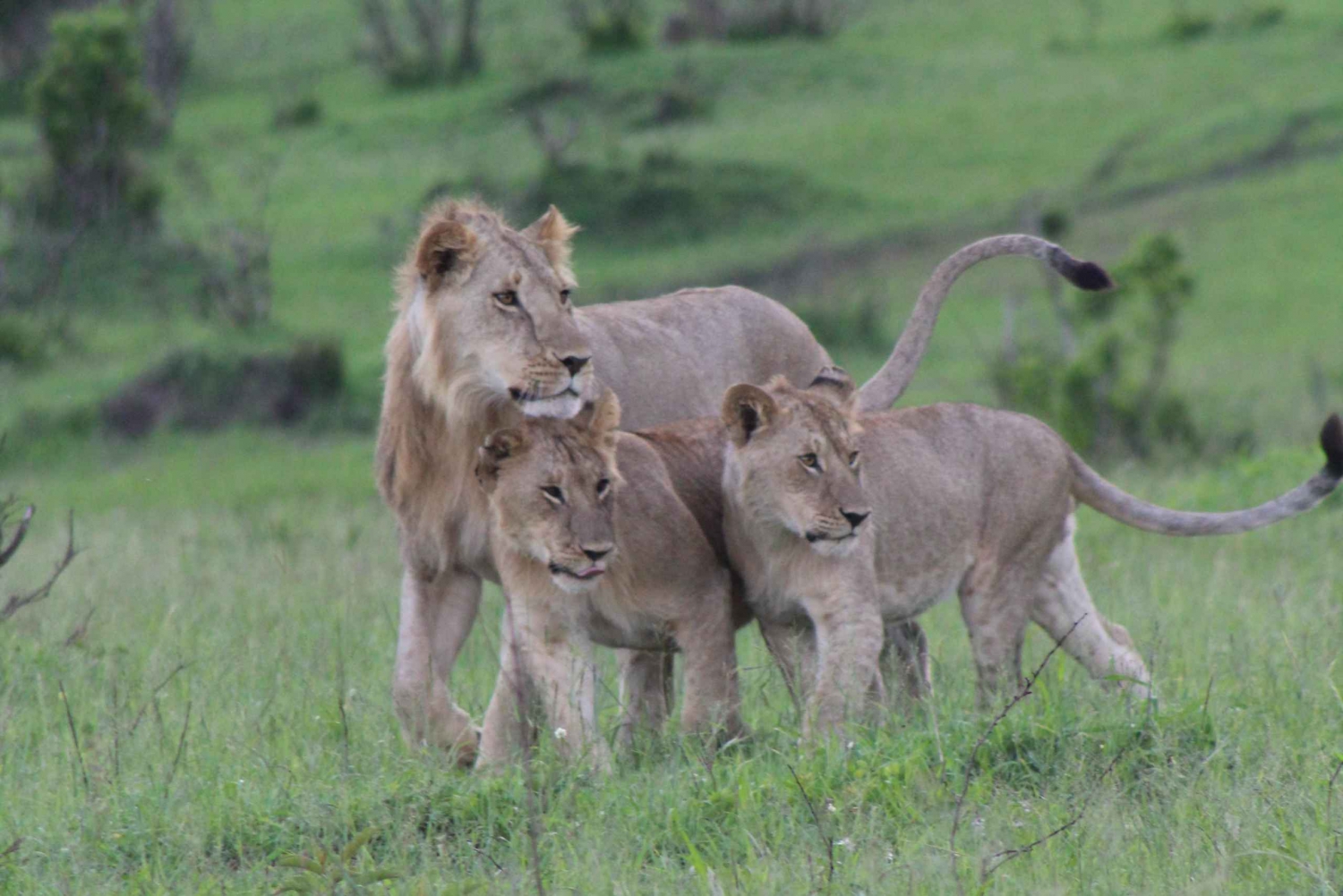 3 Tage Masai Mara Gruppen Lodge Safari