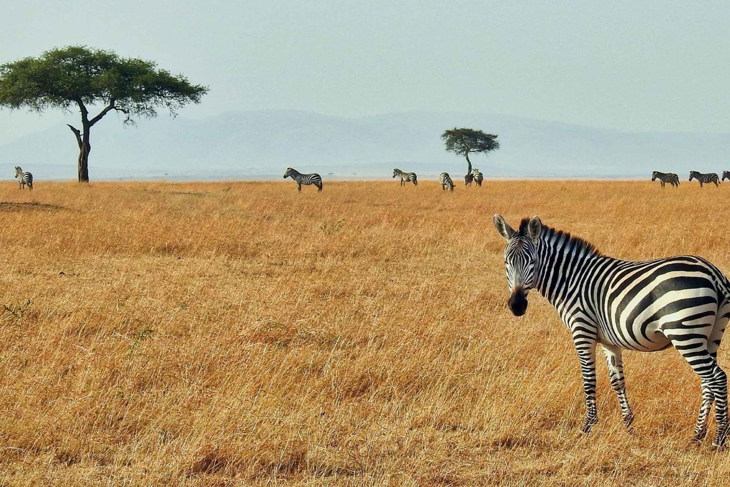 3-Days Masai Mara Joining Safari From Nairobi