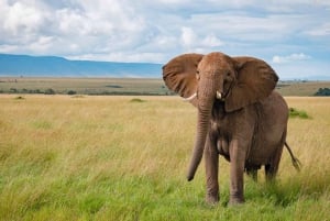 Safari de 3 días a Masai Mara desde Nairobi