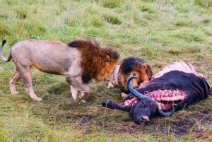 3-Days Masai Mara Joining Safari From Nairobi