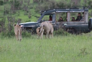 3 Days Maasai Mara Small Group Safari- Jambo Mara Lodge