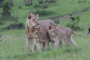 3 Days Maasai Mara Small Group Safari- Jambo Mara Lodge