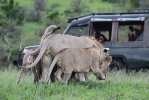 3 Days Maasai Mara Small Group Safari- Jambo Mara Lodge