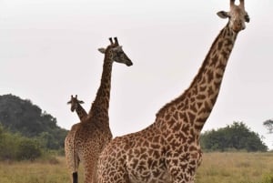3 Days Maasai Mara Small Group Safari- Jambo Mara Lodge
