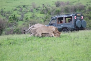 3 Days Maasai Mara Small Group Safari- Jambo Mara Lodge