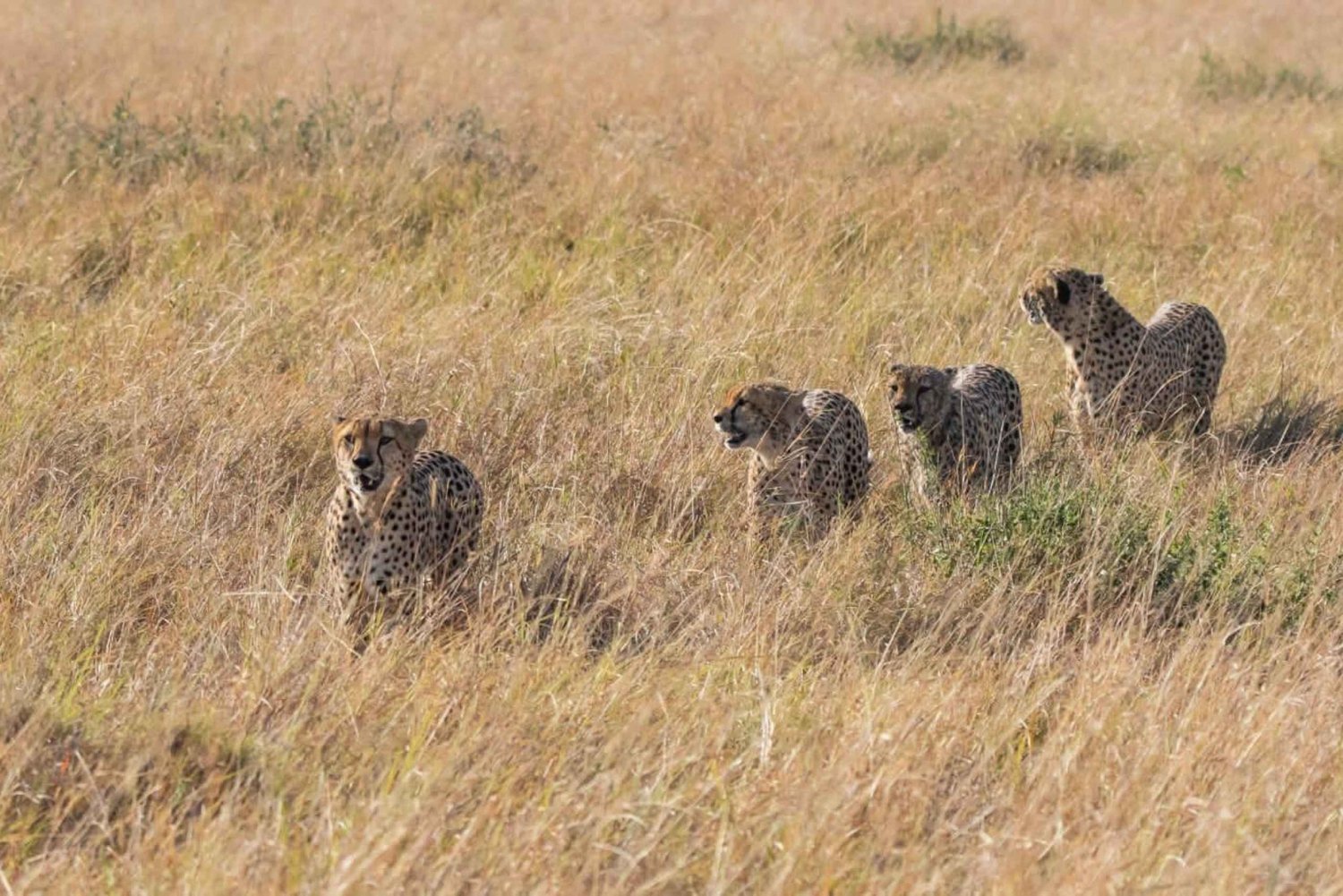 3 dagen masai mara safari