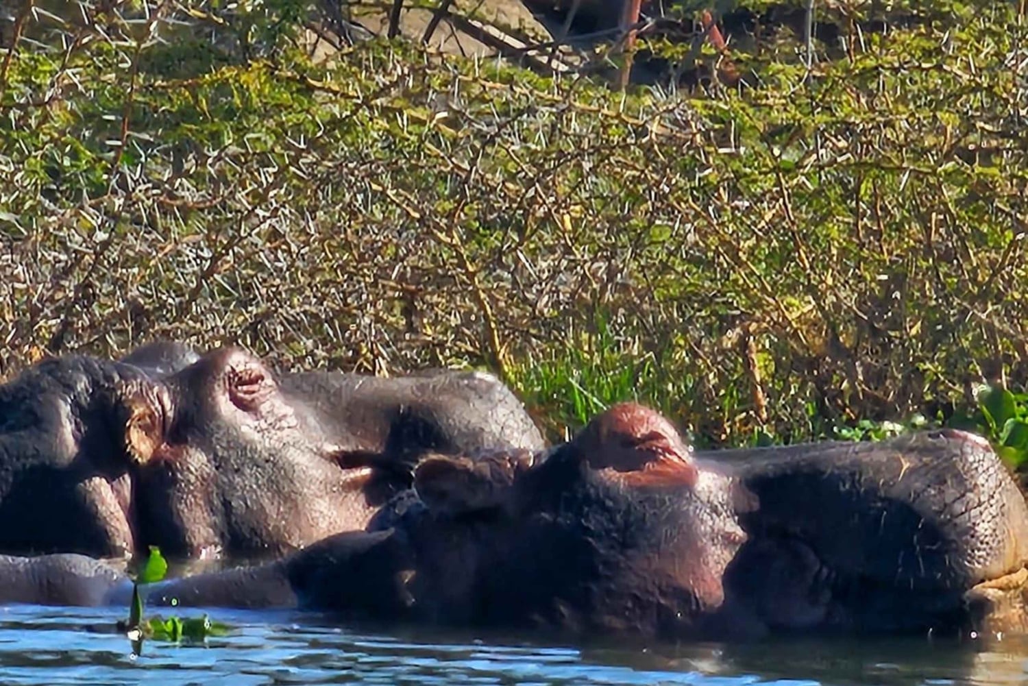 3-dniowe safari Masaj Mara