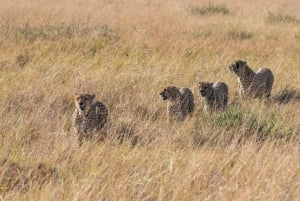 3 dagen masai mara safari