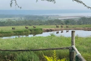 3 dagen masai mara safari