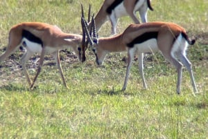3 dagen masai mara safari