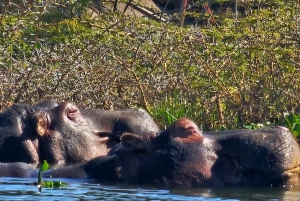 3-dniowe safari Masaj Mara