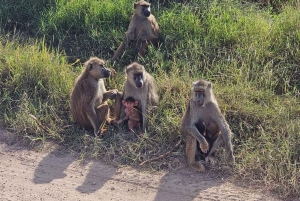 3-dniowe safari Masaj Mara