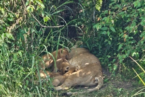 3-dniowe safari Masaj Mara