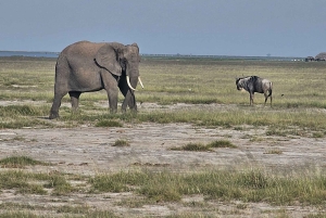 3-dniowe safari Masaj Mara