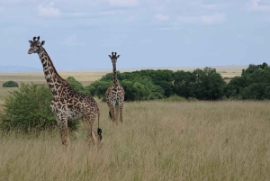 3 dagar i Samburu nationalreservat