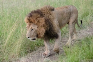 3 dagar i Samburu nationalreservat