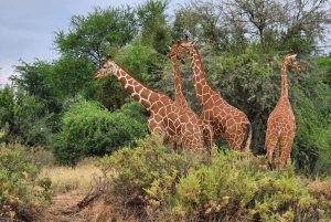 3 dagar i Samburu nationalreservat