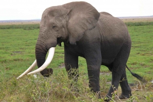 3-dniowe safari z Nairobi do Amboseli, Tsavo East i Mombasy