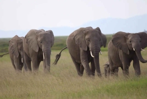 3 Tage Wildtierwunder im Amboseli-Nationalpark