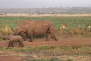 3 Tage Wildtierwunder im Amboseli-Nationalpark