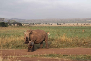 3 Tage Wildtierwunder im Amboseli-Nationalpark