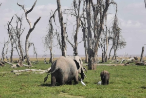 3 Tage Wildtierwunder im Amboseli-Nationalpark