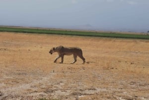 3 Tage Wildtierwunder im Amboseli-Nationalpark