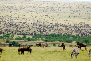 3 Days Private Maasai Mara Wildlife Safari