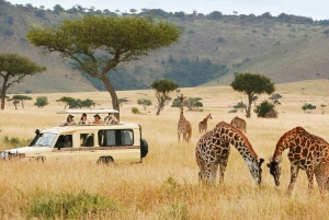 3 Days Private Midrange Safari from Nairobi