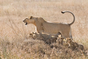 3 Days Private Midrange Safari from Nairobi