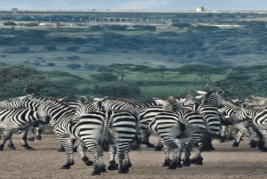 2 päivää Nairobin yksityinen kiertomatka & Nairobin kansallispuiston safari