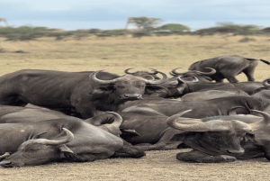2 päivää Nairobin yksityinen kiertomatka & Nairobin kansallispuiston safari