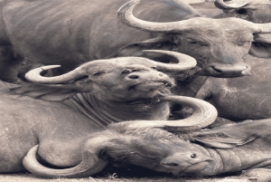 2 päivää Nairobin yksityinen kiertomatka & Nairobin kansallispuiston safari