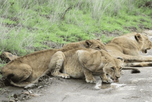 2 päivää Nairobin yksityinen kiertomatka & Nairobin kansallispuiston safari