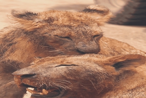 2 päivää Nairobin yksityinen kiertomatka & Nairobin kansallispuiston safari