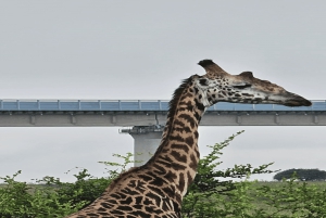 2 päivää Nairobin yksityinen kiertomatka & Nairobin kansallispuiston safari