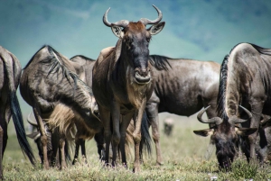 Safari de 3 días en el Maasai Mara