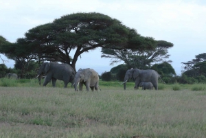 3 dagen safari in de Maasai Mara